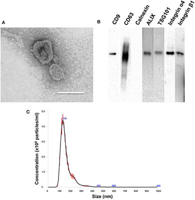 Extracellular Matrix Mimicking Nanofibrous Scaffolds Modified With Mesenchymal Stem Cell-Derived Extracellular Vesicles for Improved Vascularization